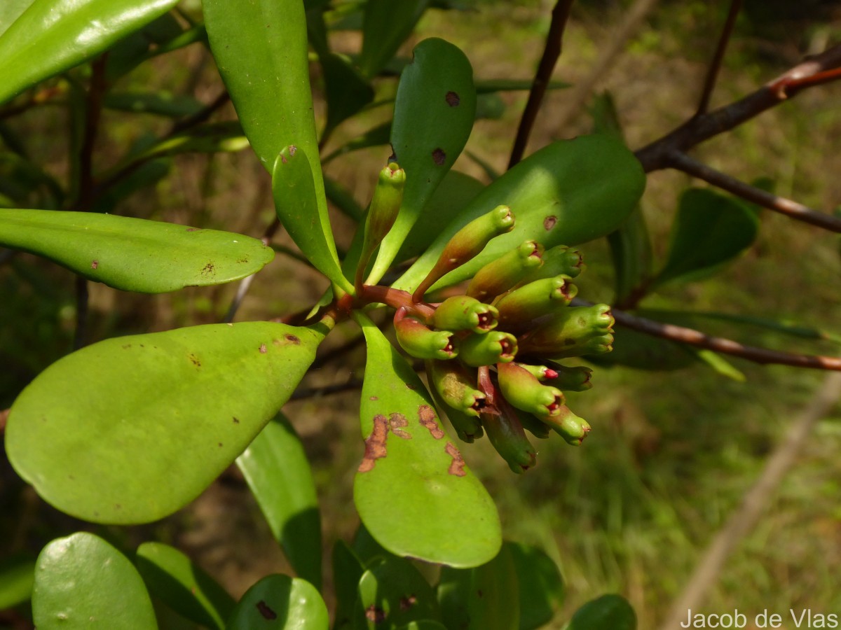 Lumnitzera littorea (Jack) Voigt